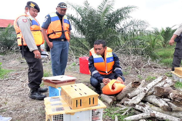 Ratusan Burung Dilindungi...