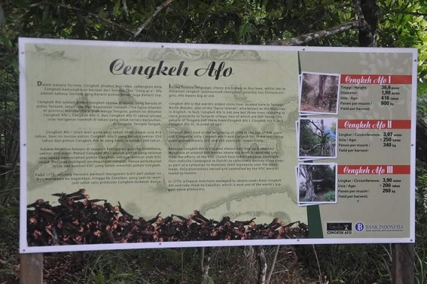 Kisah Pohon Cengkeh...