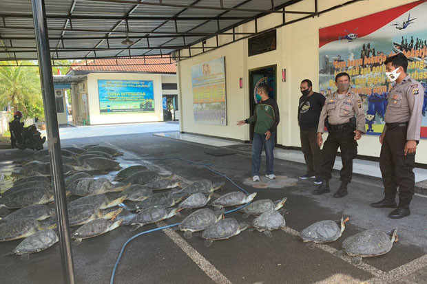 36 Ekor Penyu Langka...