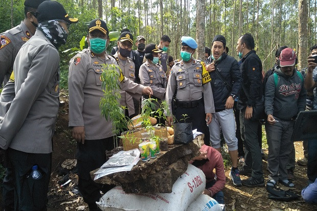 Gerebek Ladang Ganja...