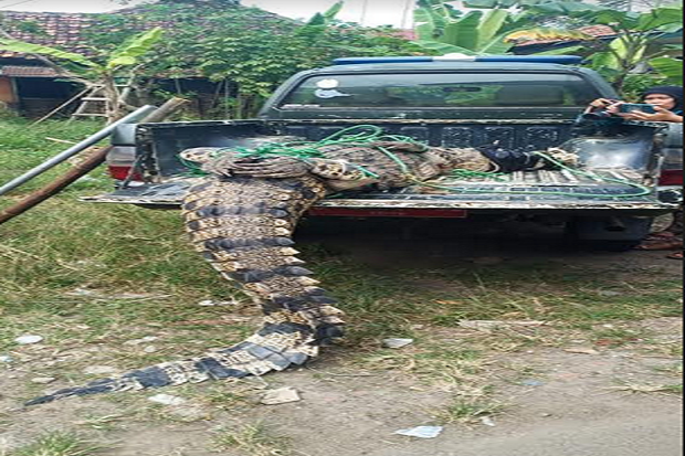 Panjang 3 Meter, BKSDA...
