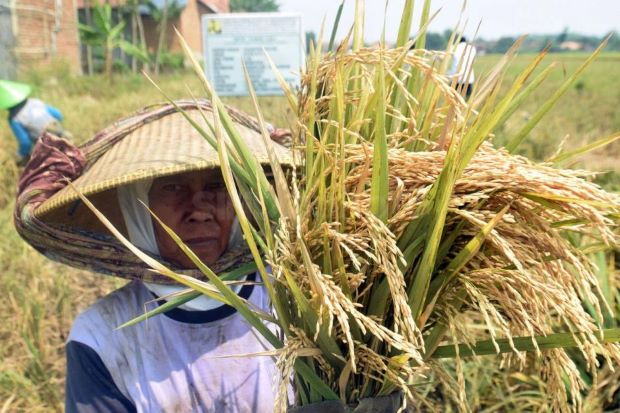 Bidik 15 Juta Ton Beras,...