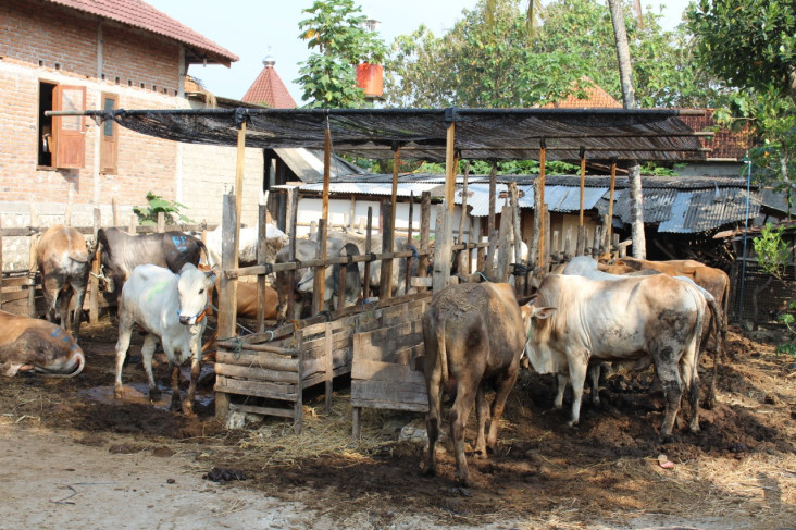 Jelang Idul Adha, Gunungkidul...