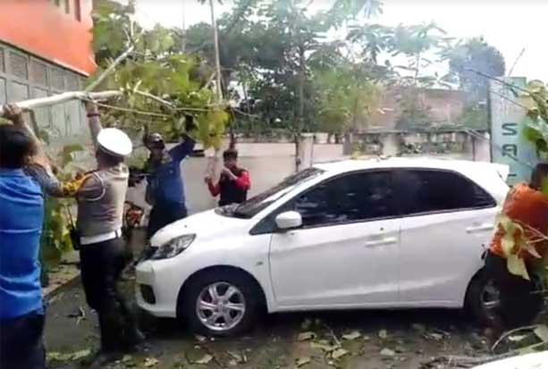 Cuaca Ekstrem, Pohon...