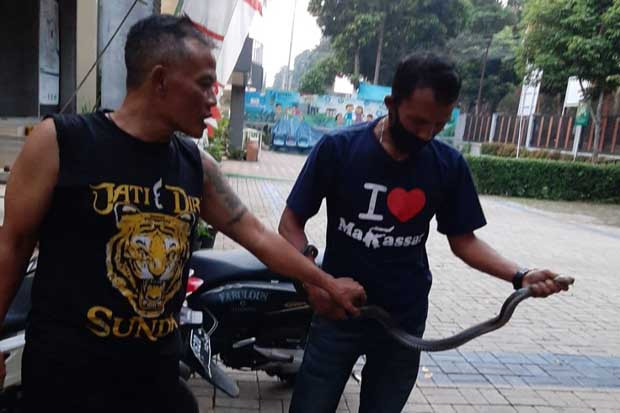 Ular Kobra Masuk Kelurahan,...