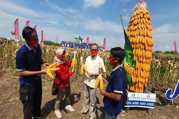 Permintaan Benih Jagung...