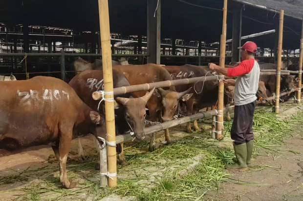 Jelang Kurban Waspada...