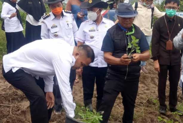 Enrekang Genjot Penanaman...
