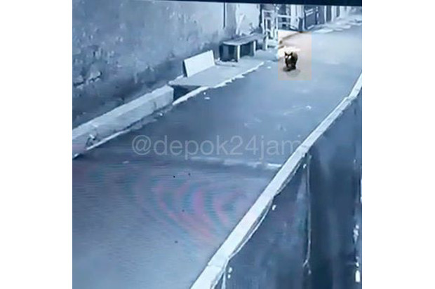 Heboh, Binatang Mirip...