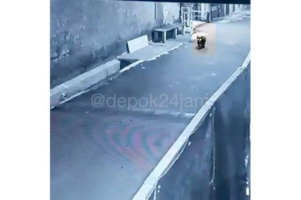 Aneh, Babi yang Berkeliaran...