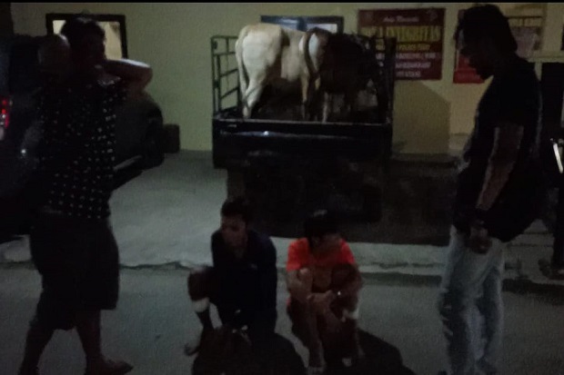 Curi 3 Sapi Kurban,...