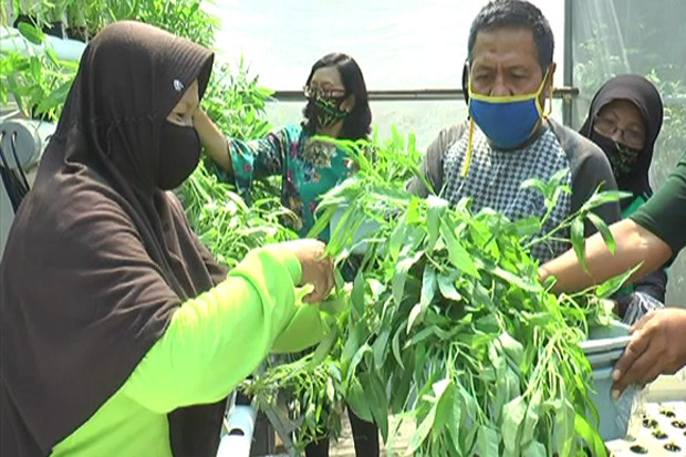 Ketahanan Pangan: Emak-emak...