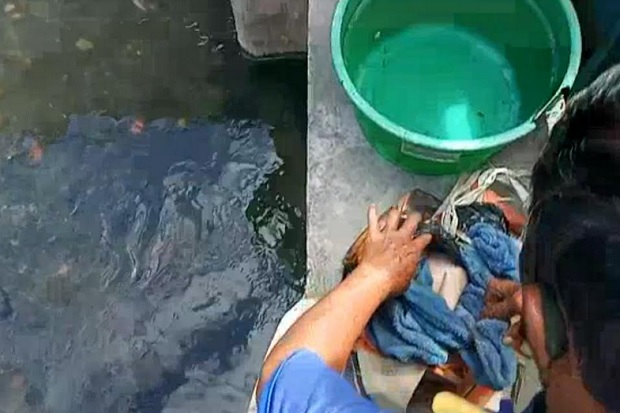 Mayat Bayi Terikat Tali...