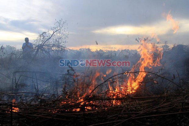 Greenpeace Sebut Presiden...