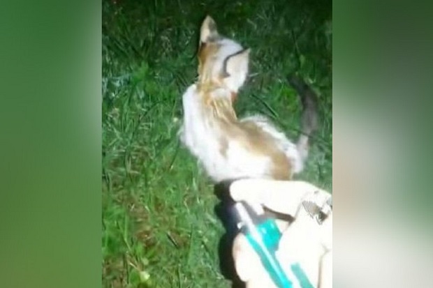 Anak Kucing Dibakar...