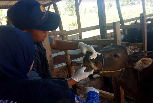 Jelang Idul Adha, Penjualan...