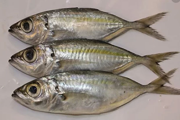 Berharga Murah, Ikan...
