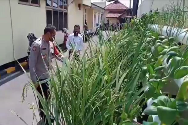 Jaga Ketahanan Pangan,...