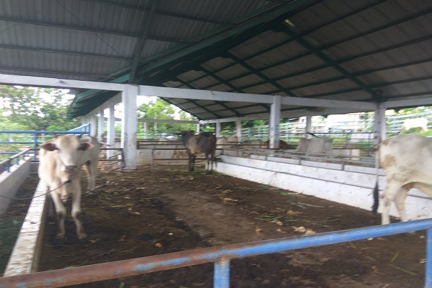 Jelang Idul Adha, Permintaan...