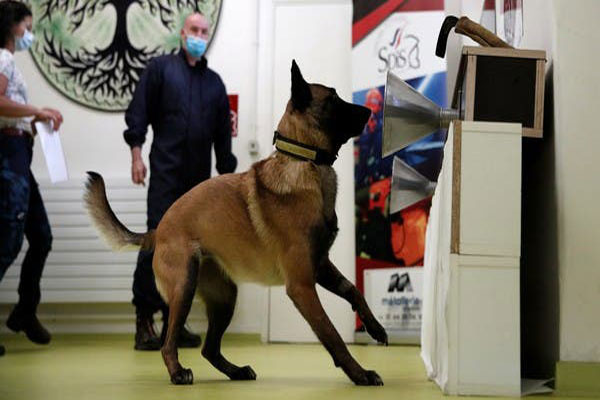 Lebanon Latih Anjing...