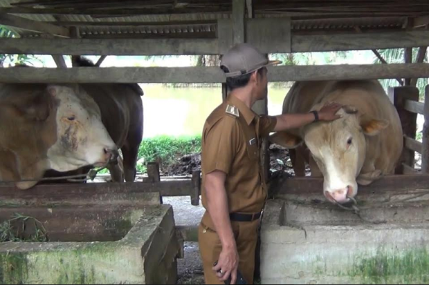 Presiden Jokowi Beli...