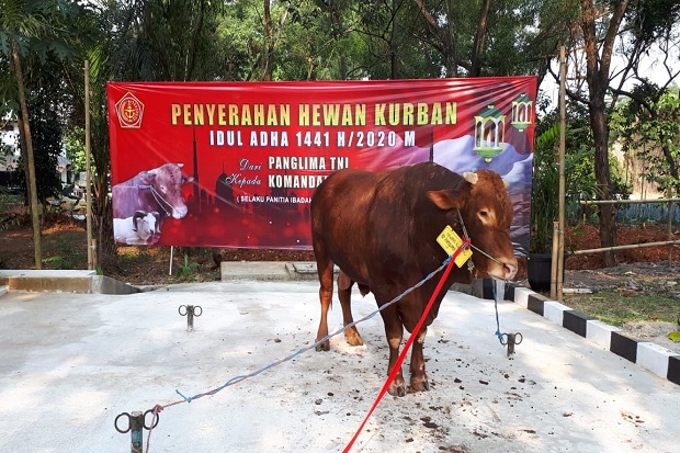 Simmental, Sapi Kurban...