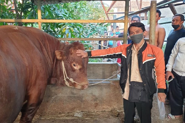 Ini Penampakan Sapi...