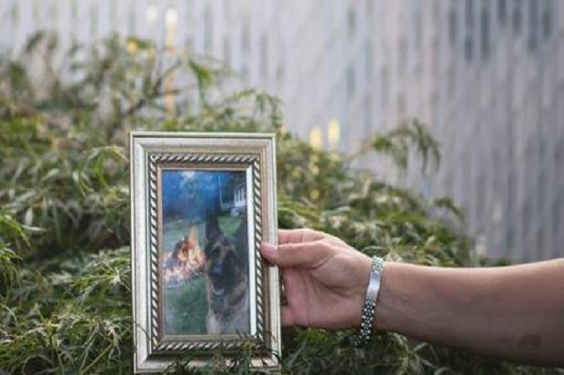 Buddy, Anjing Pertama...