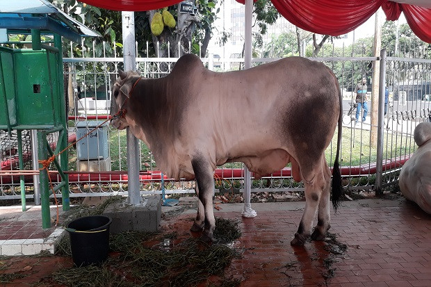 Jumlah Sapi Kurban di...