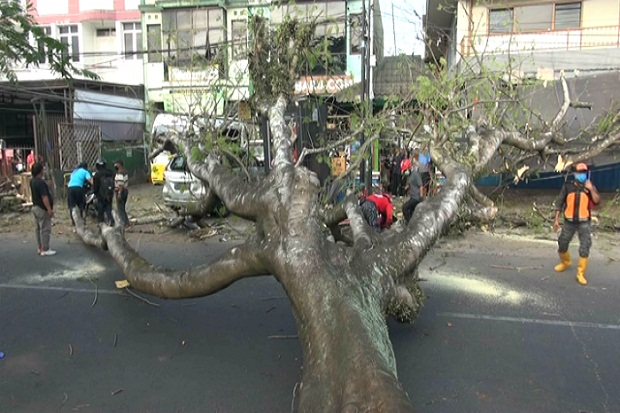 Pohon Trembesi Tua 20...