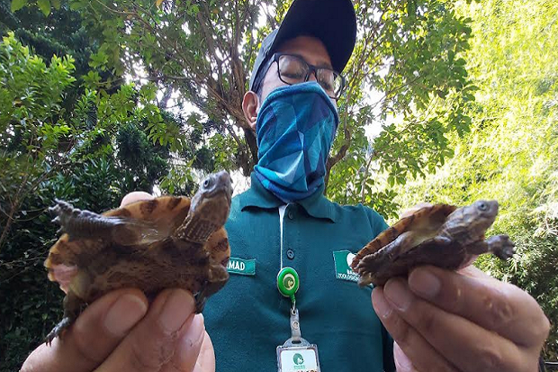 Langka, Kebun Binatang...