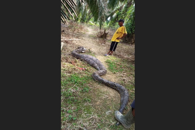 Ular Sanca Sawah Panjang...