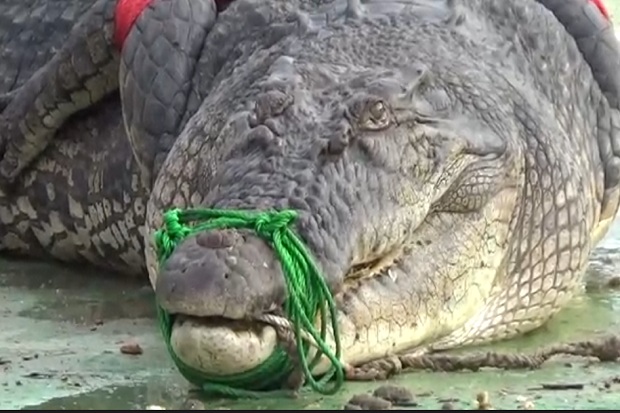 Terkam Warga, Buaya...