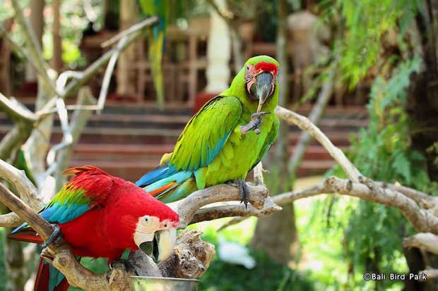 Kicau Burung Pengisi...