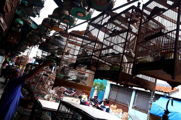 Pintar Merawat, Harga...