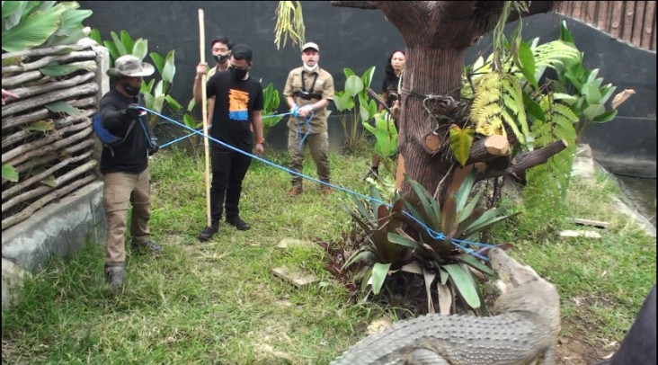 Buaya Muara di LPZ Dipindahkan,...