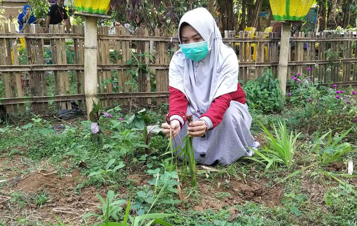Warga Simbang Budidayakan...