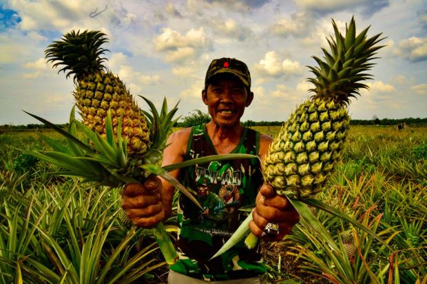 Budi Daya Nanas, Bantu...