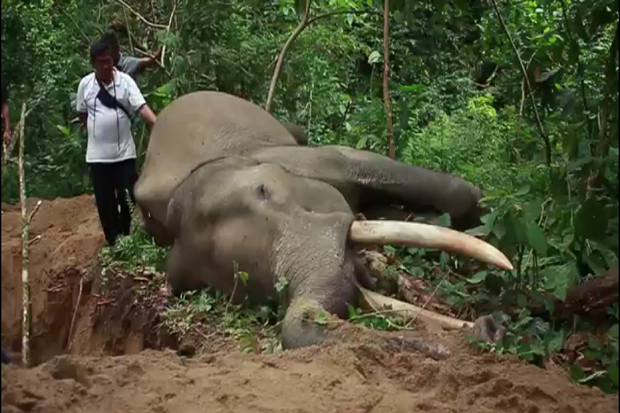 Tragis, Usai Hari Gajah...