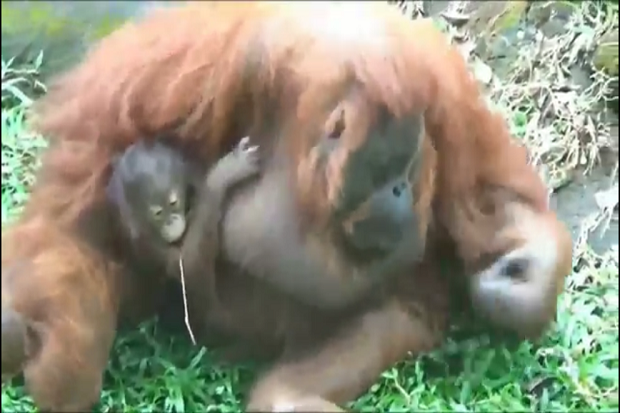 Imutnya Bayi Betina...