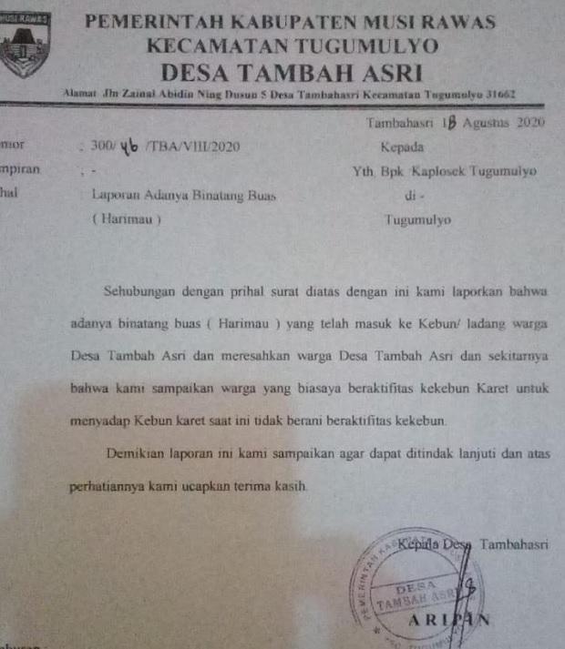 Teror Macan Kumbang...
