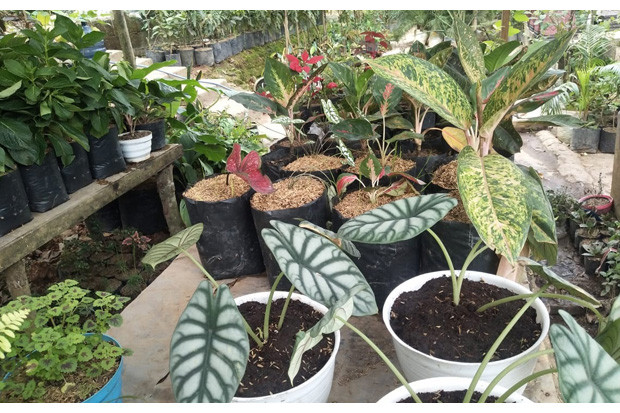 Aglaonema, Si Cantik...