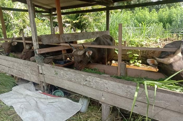 600 Ekor Sapi Disiapkan...