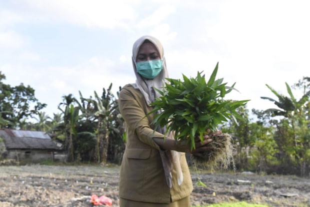 Bupati Lutra Panen Perdana...