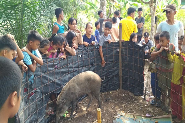 Aneh, Ada Babi Hutan...