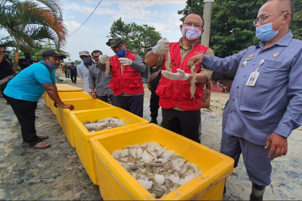 Ratusan Petambak Udang...