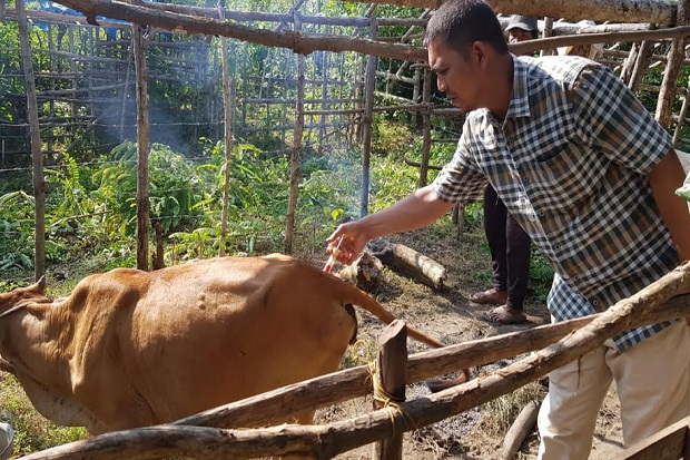 Ribuan Sapi dan Kerbau...