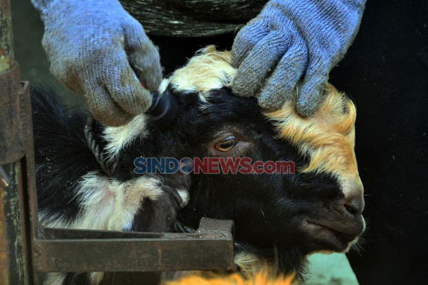 25 Ekor Kambing Hilang...