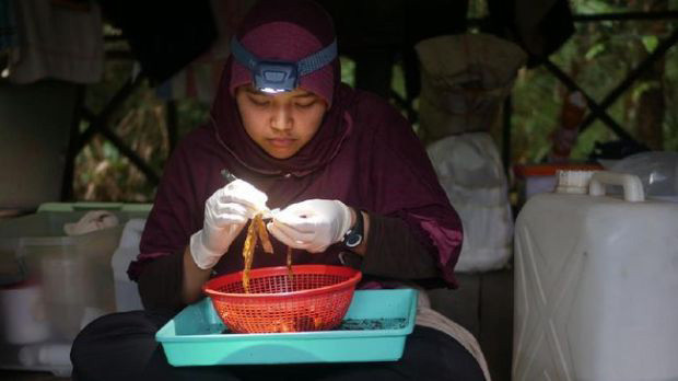 Dari Keong Darat, Ayu...