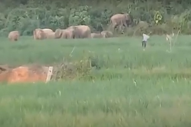 40 Gajah Liar Berkeliaran...